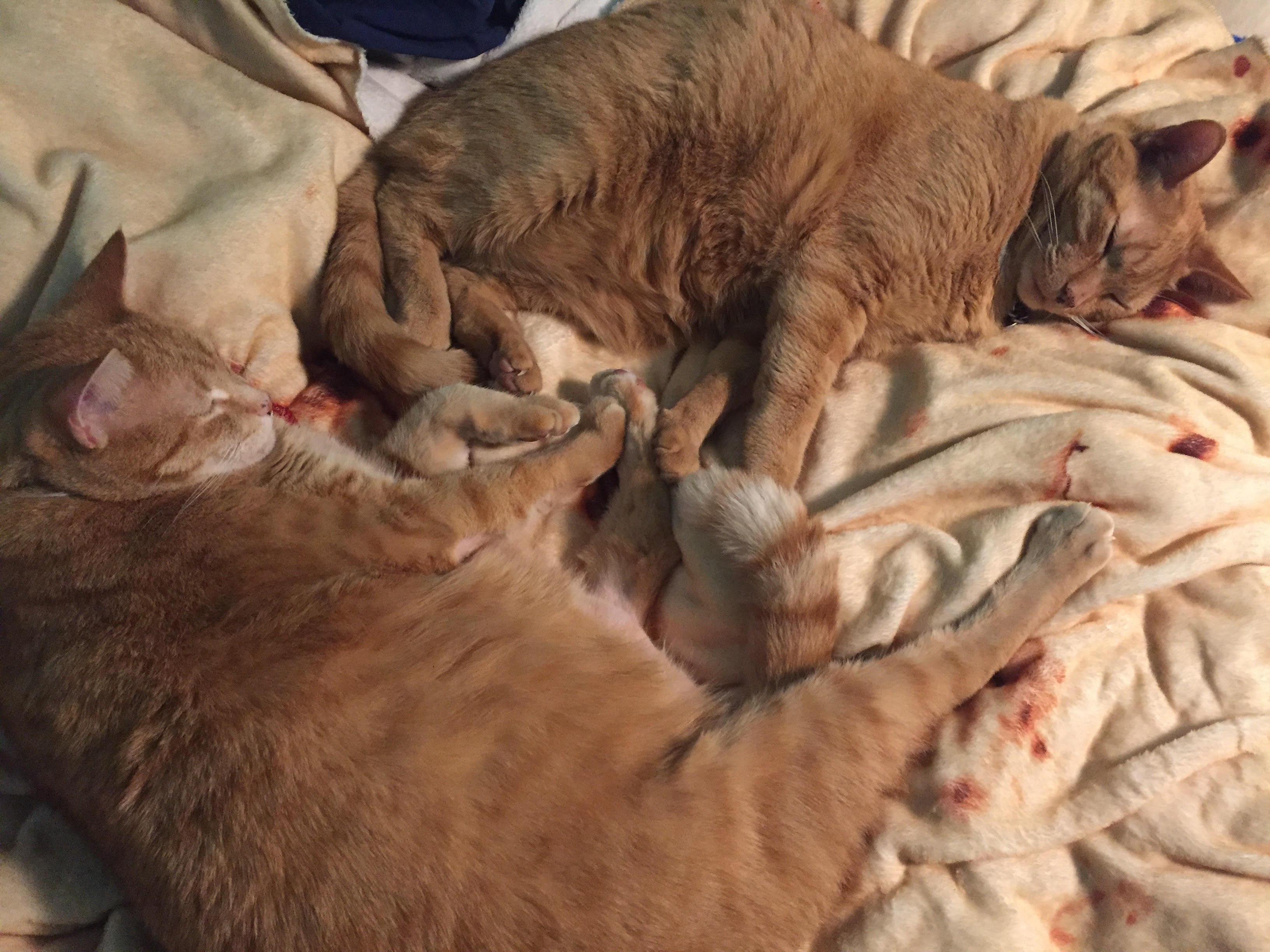 Two orange cats on a blanket